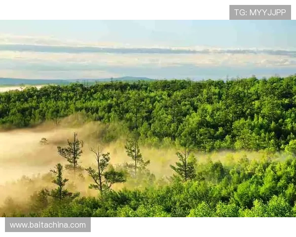 森林更换三任主帅的变革之路